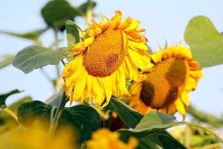 Two sunflowers in the field with blue skyの写真素材