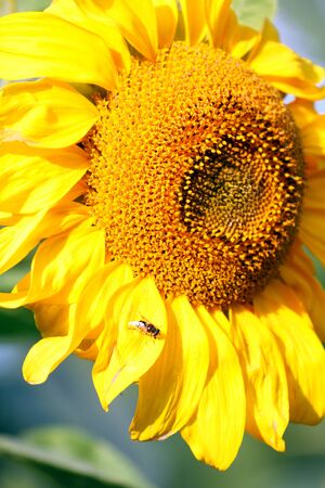 Sunflower, macro shotの写真素材