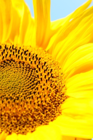 Sunflower, macro shotの写真素材
