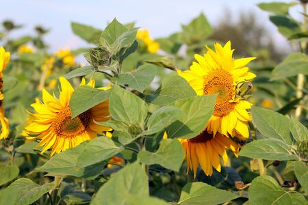 Sunflowers in the field with blue skyの写真素材