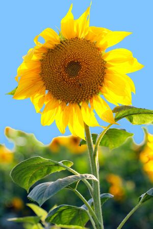 Sunflowers in the field on blue sky backgroundの写真素材