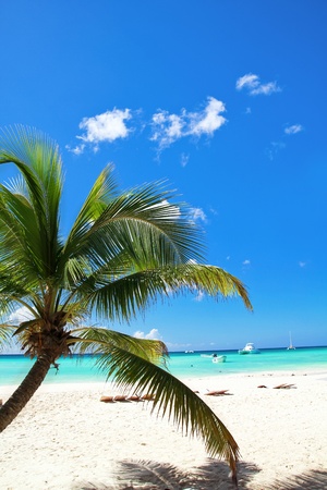 Tropical beach with palms, paradise islandの写真素材