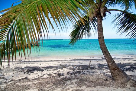 Caribbean lagoon with palmの写真素材