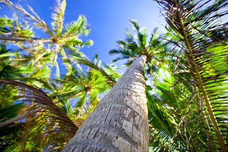Top of palm trees on bluesky backgroundの写真素材