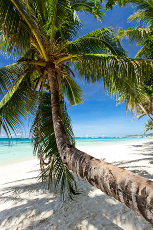 Beautiful palm on beach with white sand