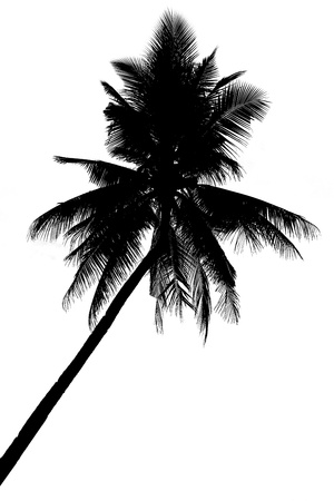 Illustration of palm tree silhouettes, isolated on whiteの写真素材