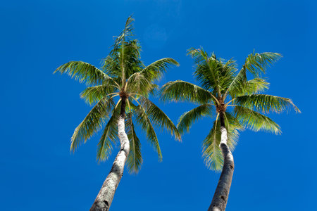 Two palms on blue sky background