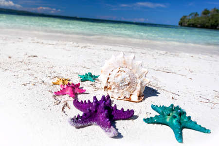 Colour starfishes on white beachの写真素材