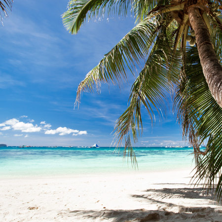 Beautiful palm on beach with white sand, tropical nature