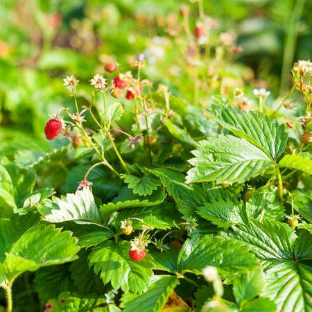 Wild strawberry in the garden, closeupの写真素材