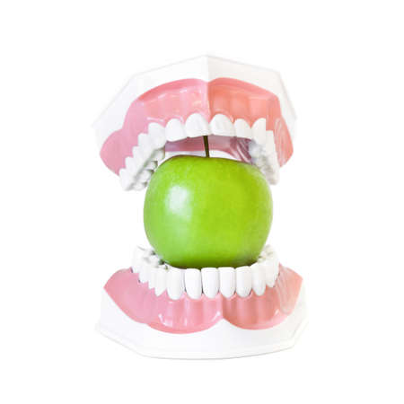 Apple in dental jaw model isolated on white backgroundの写真素材