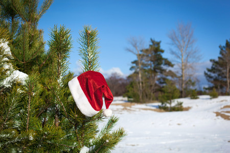 Santa Claus losted his hat on fir tree's branch, Christmas in winter nature, outsideの写真素材