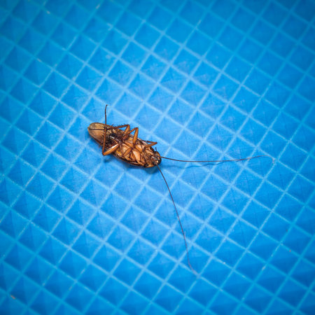 Dead cockroach on blue background
