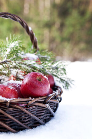 Basket with red apples decorated fir branch, snow-covered in nature winter forestの写真素材