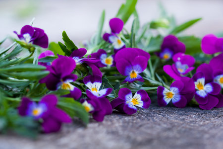 Beautiful fresh violet heartsease on old wooden boardの写真素材