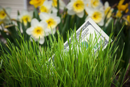Dollar banknote growing in green grassの写真素材