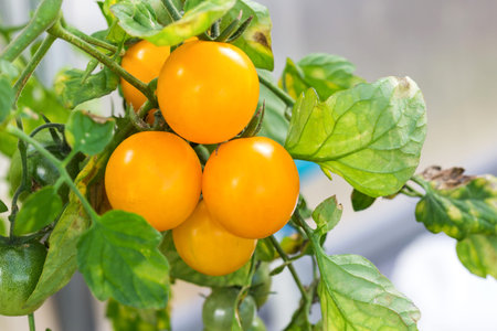 Yellow cherry  at hothouse, closeupの写真素材