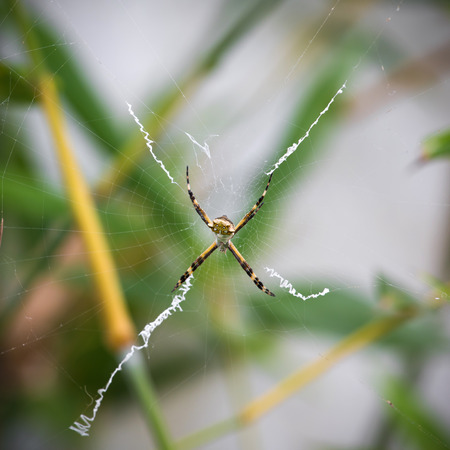 Black and Yellow Argiope spider on web in the gardenの写真素材