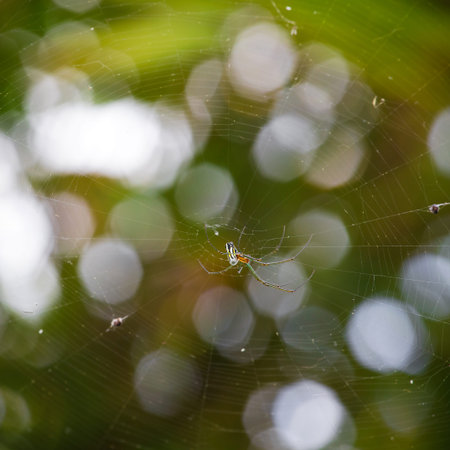 Black and Yellow Argiope spider on web in the garden