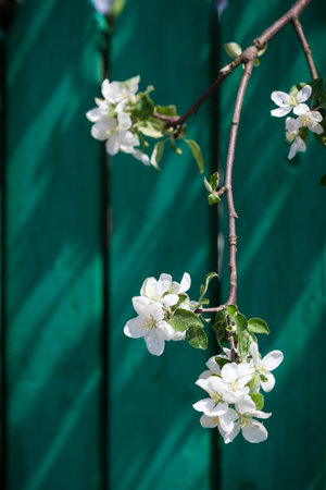 Apple tree white flowers on blue sky background, the begining of springの写真素材