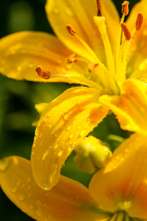 Beautiful lily flower macro shot. Love cardの写真素材