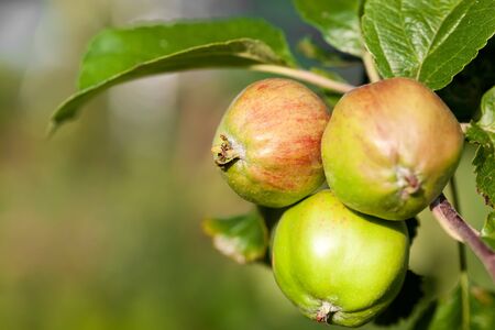 Fresh apples growing on tree at the garden, closeupの写真素材