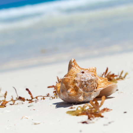Sea shell on perfect sandy beach with Caribbean sea background, tourism concept