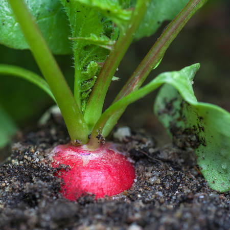 Ripe red radish in the garden, closeupの写真素材