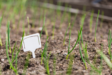 White blank plastic board at garden beds with small sprout plantsの写真素材