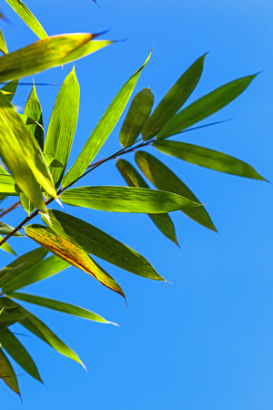 Bamboo leaves on blue sky backgroundの写真素材