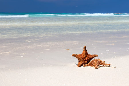 Starfishes on caribbean sandy beach, travel concept