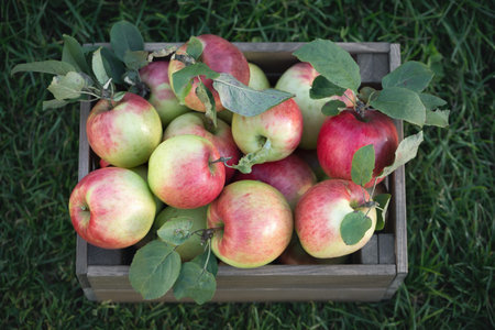 Freshly pickled ripe organic apples in dark wooden crate on green grass, outside in garden, nobody,...