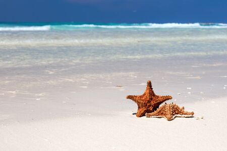 Starfishes on caribbean sandy beach, travel conceptの写真素材