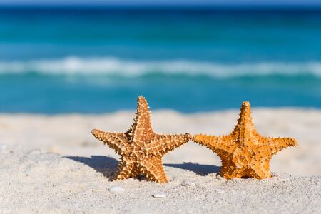 Two starfishes on caribbean sandy beach, travel conceptの写真素材