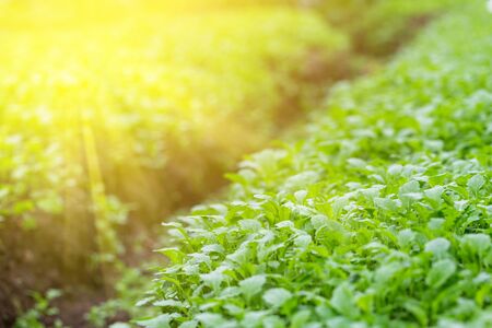 Mustard plants on the field outdoors on a sunny day. Greenery - trendy color of the year 2017の写真素材