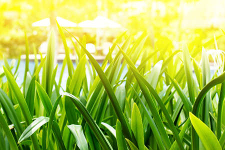 Green tropical grass leafs with sunshine background, outsideの写真素材