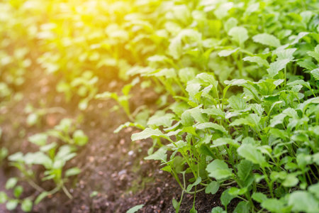 Mustard plants on the field outdoors on a sunny day. Greenery - trendy color of the year 2017の写真素材