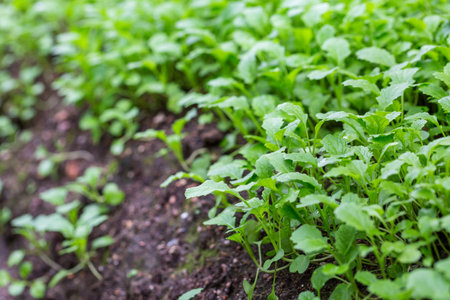Mustard plants on the field outdoors on a sunny day