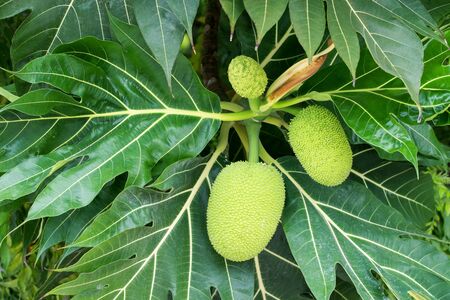 Breadfruit tree with ripe fruits on it, closeup. Nobody. Outdoor plantの写真素材
