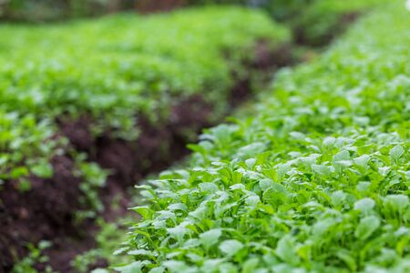 Mustard plants on the field outdoors on a sunny dayの写真素材