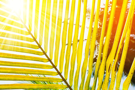 Coconut palm leaf with sunlight rays, view above