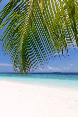 Tropical pristine beach with coconut palms and turquoise water, Maldives travel destination card.の写真素材