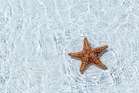 Brown starfish in wavy sea  pure crystal water, copy space for your textの写真素材