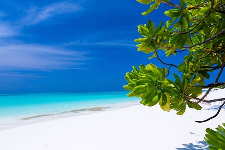 Beautiful nature and white sandy beach on Maldives island, perfect getaway for your vacationsの写真素材