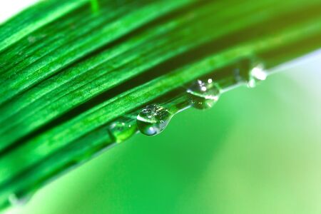 Water drops on green grass, macro, shallow DOFの写真素材