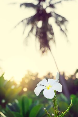 Plumeria, Frangipani, Temple Tree, White tropical flower blooming in tropics nature on sunset, close upの写真素材