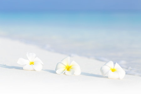 White plumeria flowers on tropical sandy beach with sea view background for copy spaceの写真素材