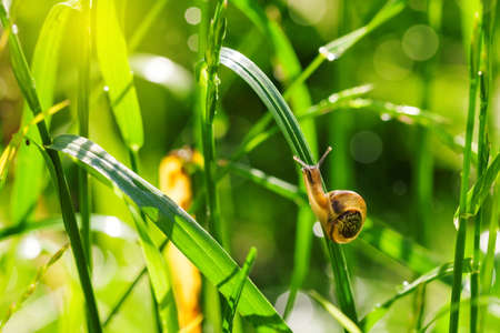 Little snail on wet green grass in gardenの写真素材