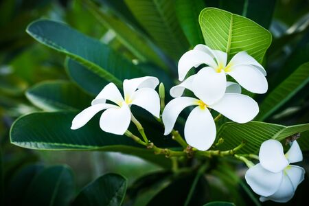 Plumeria, Frangipani, Temple Tree, Graveyard Tree, White tropical flowers blooming in tropics nature, close upの写真素材