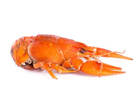 Crayfish closeup on white background
の写真素材